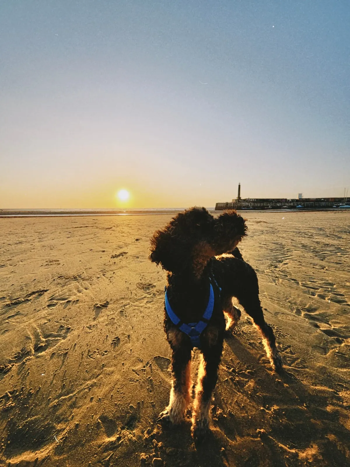 Barry am Strand vor Sonnenuntergang und Leuchtturm