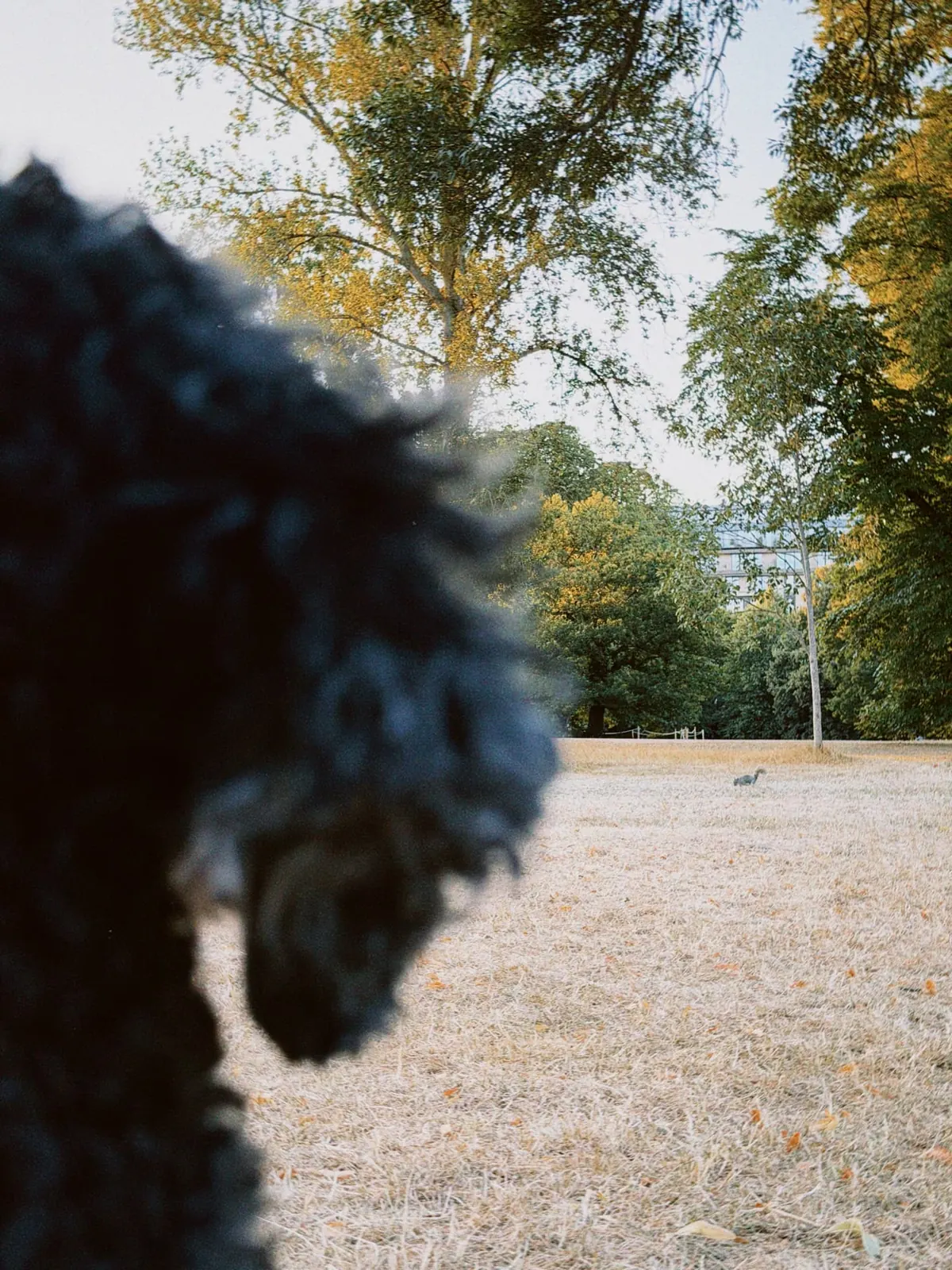 Barry im Gegenlicht zwischen Bäumen im Park