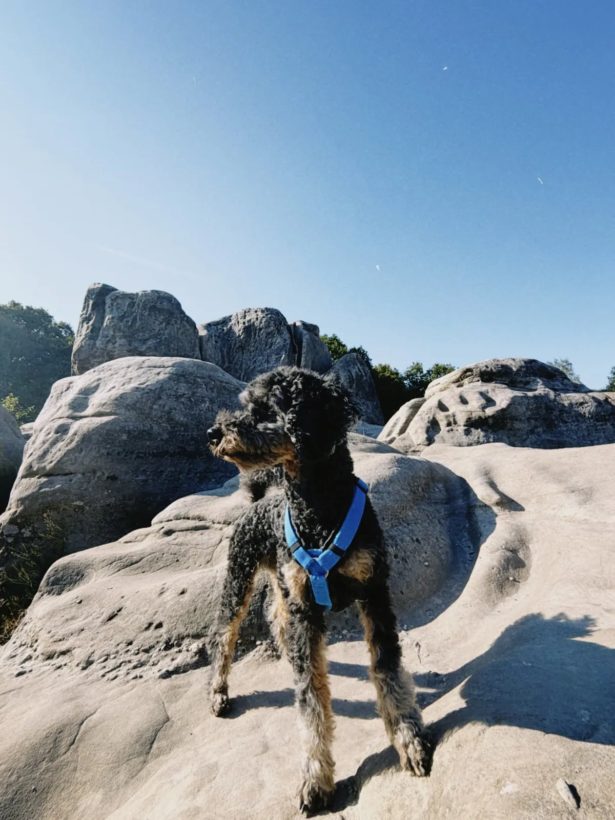 Barry auf Sandsteinfelsen unter blauem Himmel