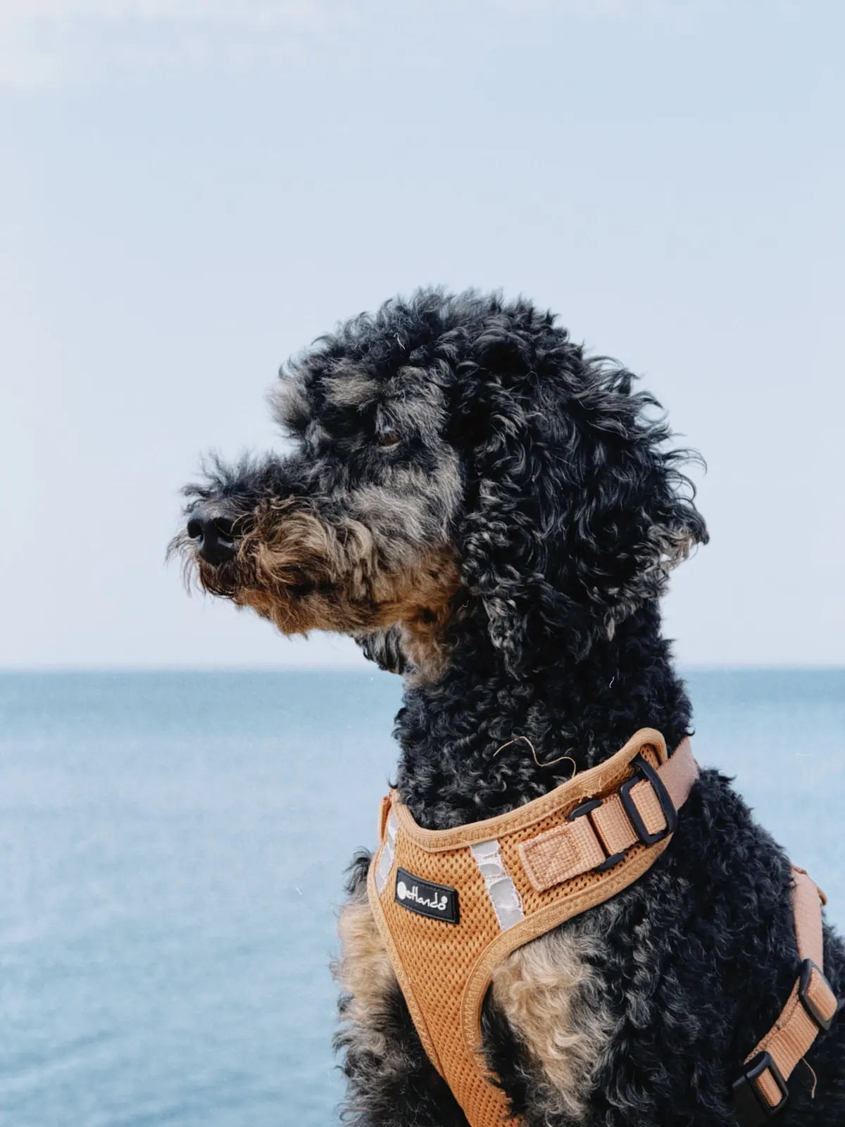 Barry Barks im Profil vor dem Meer, mit sandfarbenem Geschirr